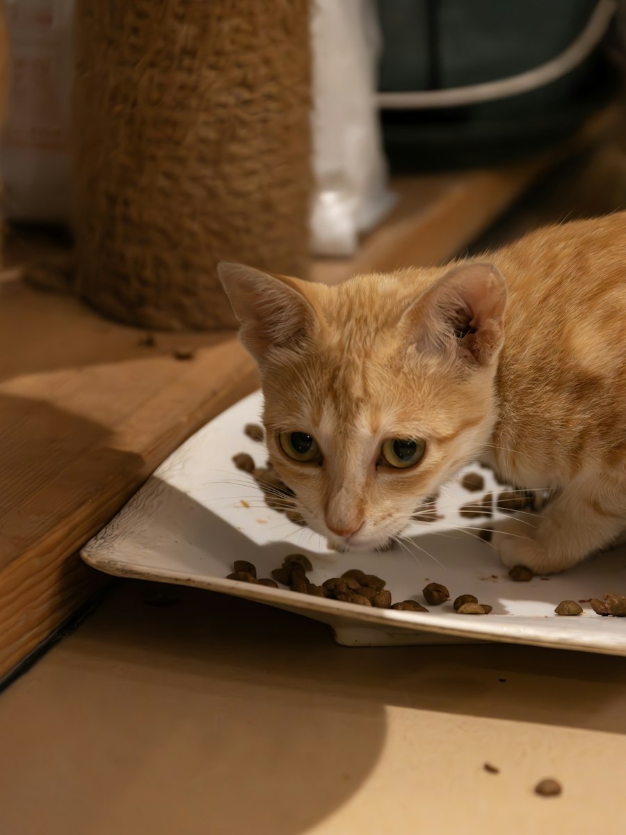 Миска для кошки керамическая