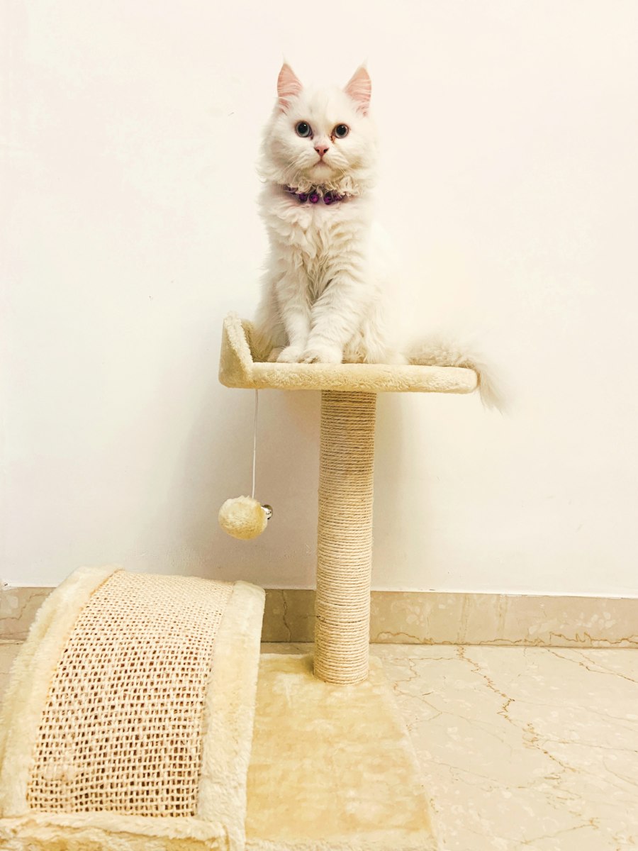 Игрушки для кошки, набор